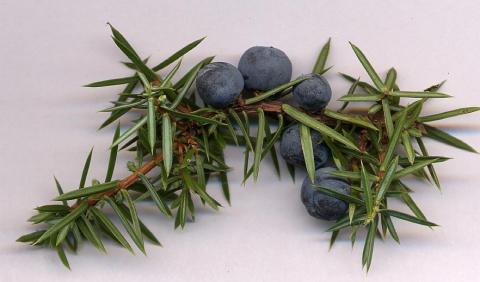 Juniperus_communis_cones