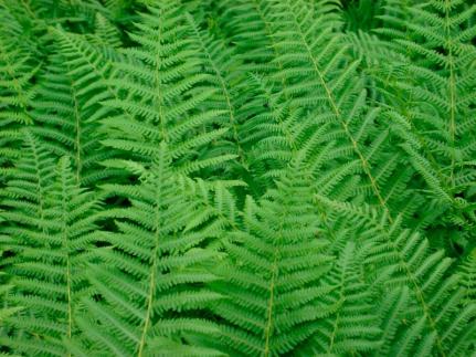 Background of green fern leaves